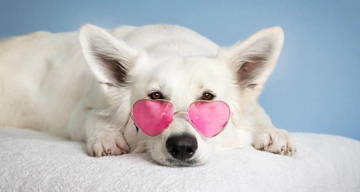 سفید سگ خانگی سفید سگ خانگی