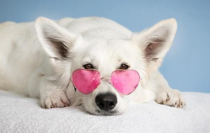 سفید سگ خانگی