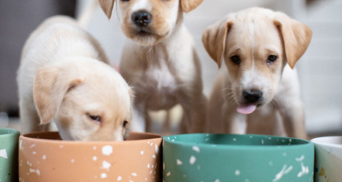 خوراک سگ خوراک سگ