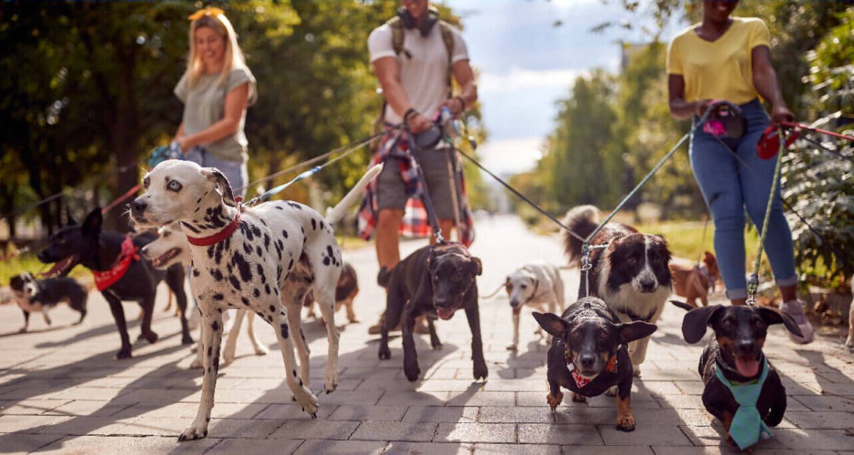 بیرون رفتن با حیوان خانگی بیرون رفتن با حیوان خانگی