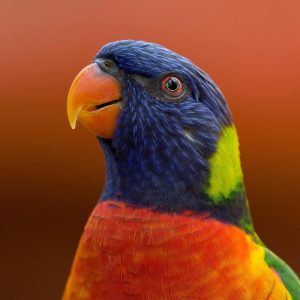 پرنده-3 پرنده-3