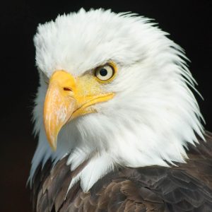 پرنده-5 پرنده-5