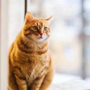 گربه-1 گربه-1