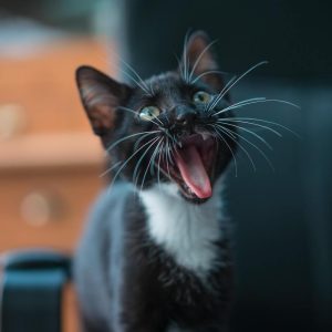 گربه-4 گربه-4