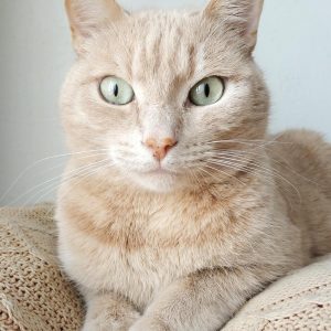 گربه-5 گربه-5