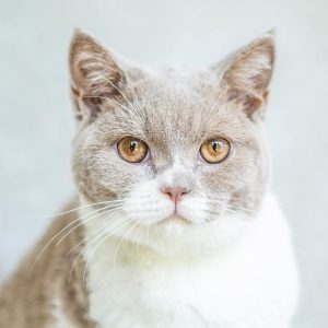 گربه-6 گربه-6